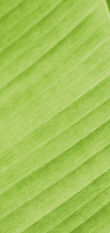Leafy texture