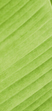 Leafy Texture