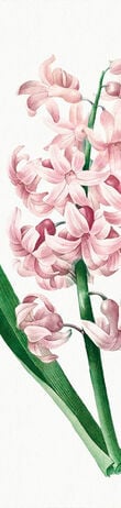 Pink Hyacinth