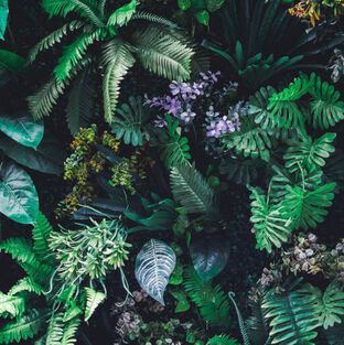 Green and purple foliage