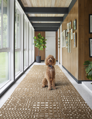 Dog with FLOR On The Square area rug shown in Wheat