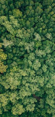 Aerial view of green trees in a forest.