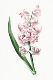 Pink Hyacinth