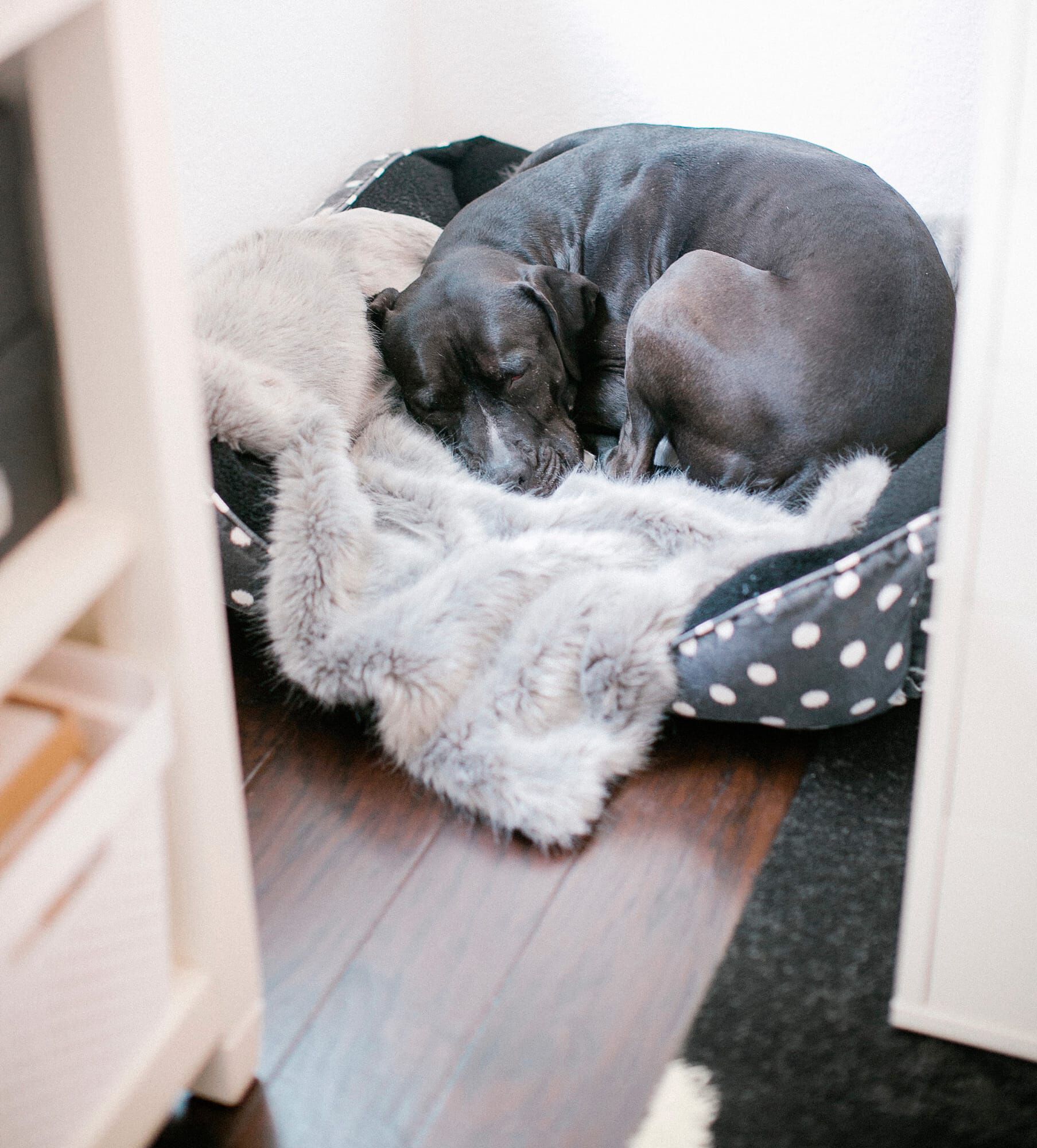 Closeup view of dog in dog bed showing Mod Cow