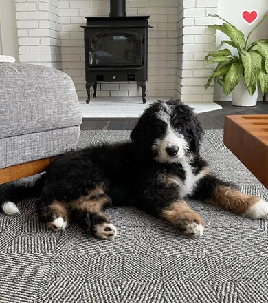 Tweed Indeed shown in Peat