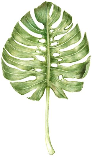 Monstera leaf illustration