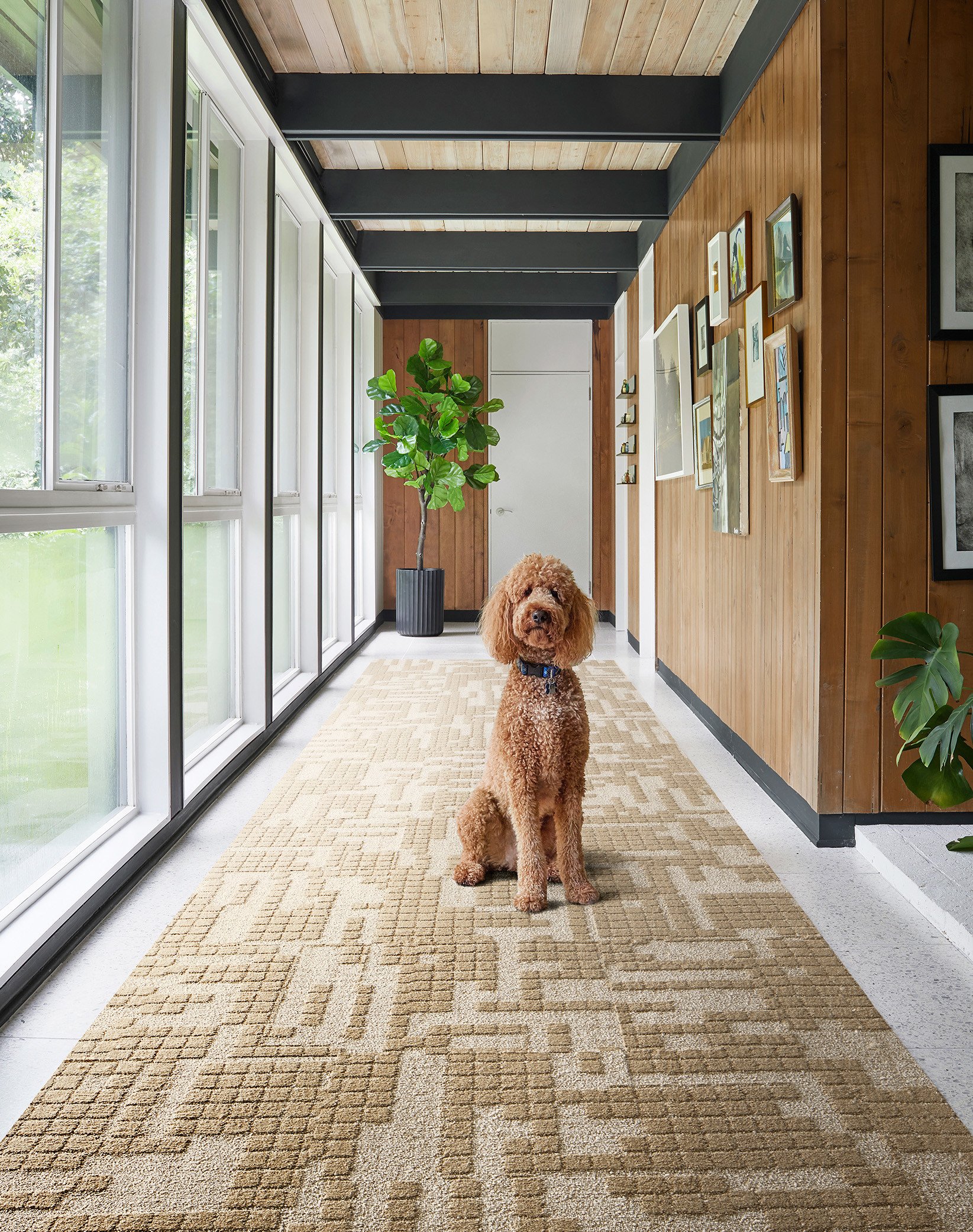 Sunday Morning - Fawn