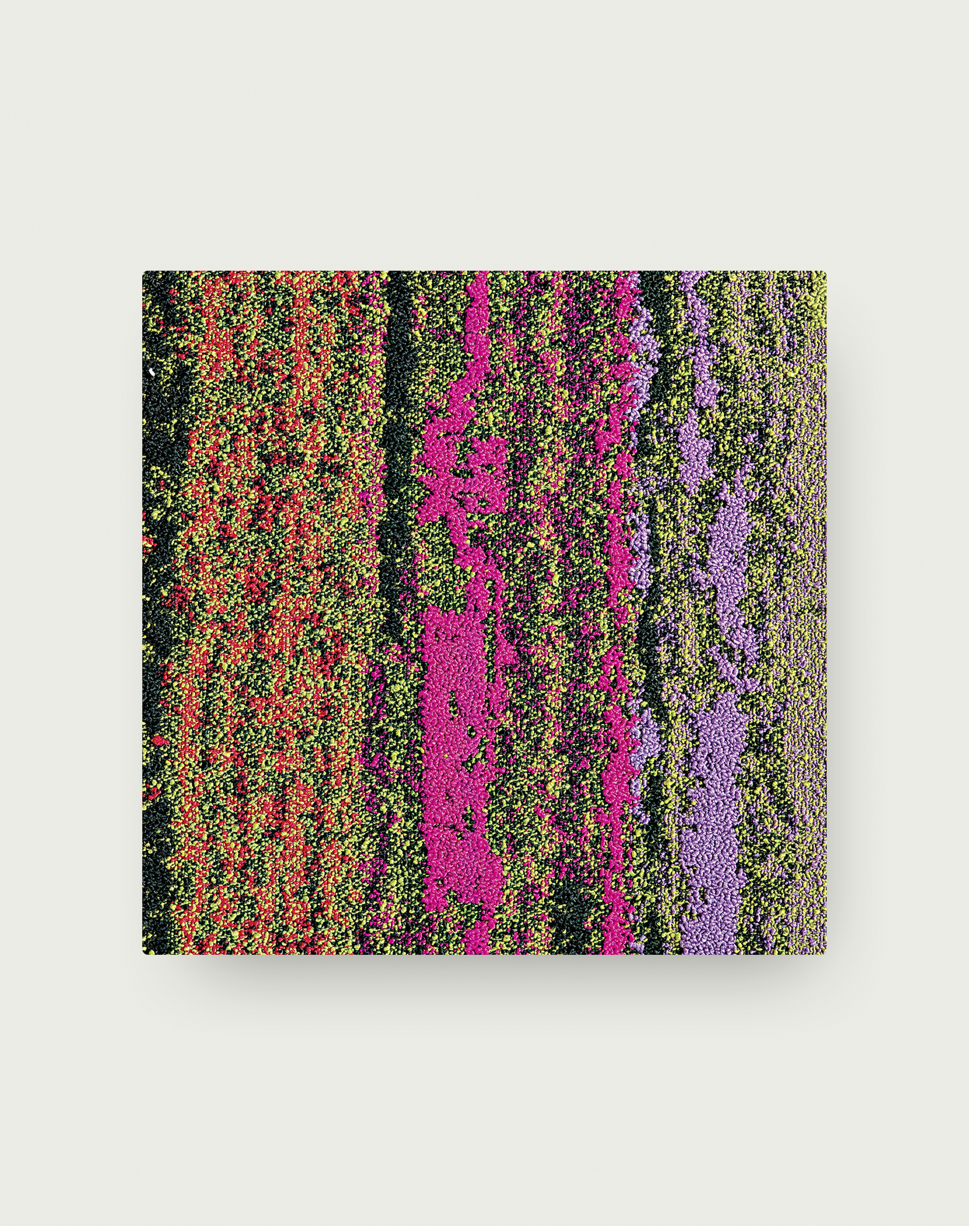 Cambium - Geranium